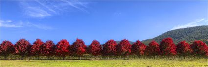 14 Red Trees - VIC (PBH4 00 13855)